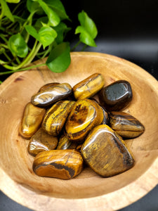 Tiger Eye Palm