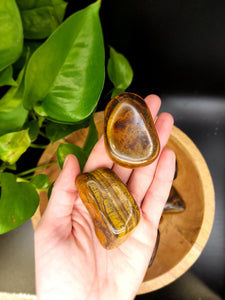 Tiger Eye Palm